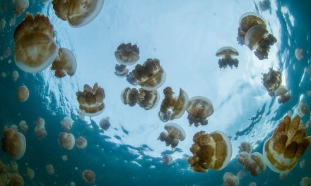 Woman Falls Overboard And Survives In Jellyfish-Infested Waters For 38 Hours