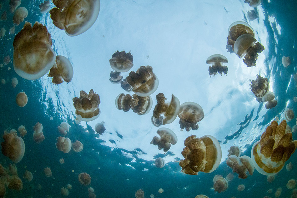 Woman Falls Overboard And Survives In Jellyfish-Infested Waters For 38 Hours