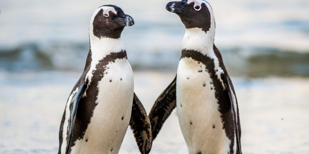 Four of the Best Cruise Destinations To See Penguins
