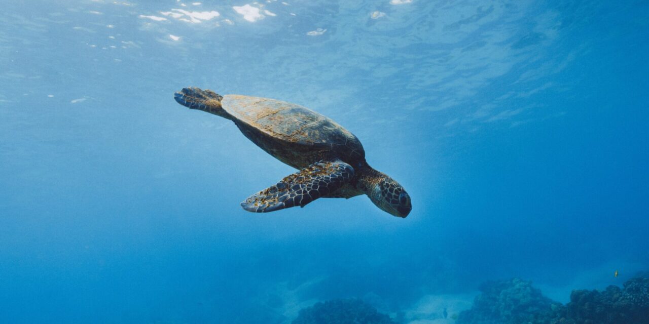 Five Of The Best Cruise Destinations To Spot Turtles