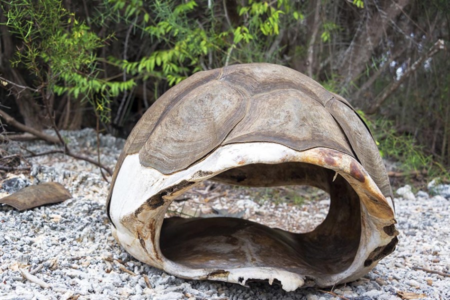 Shell of Dead Giant Tortoise in Galapagos