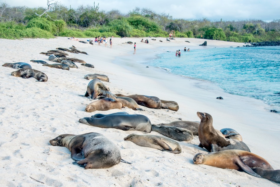 Sea lions resting under the sun, Galapagos