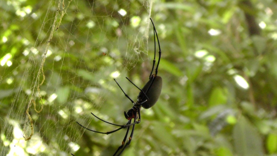Huge spider in Australia