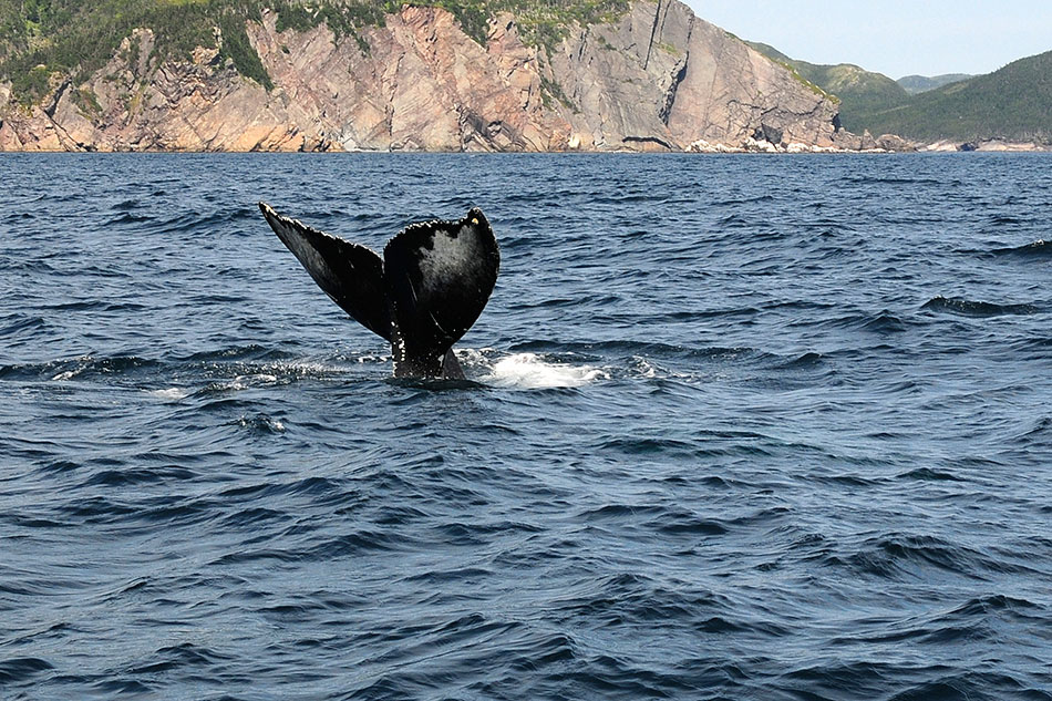 experiences whale watch