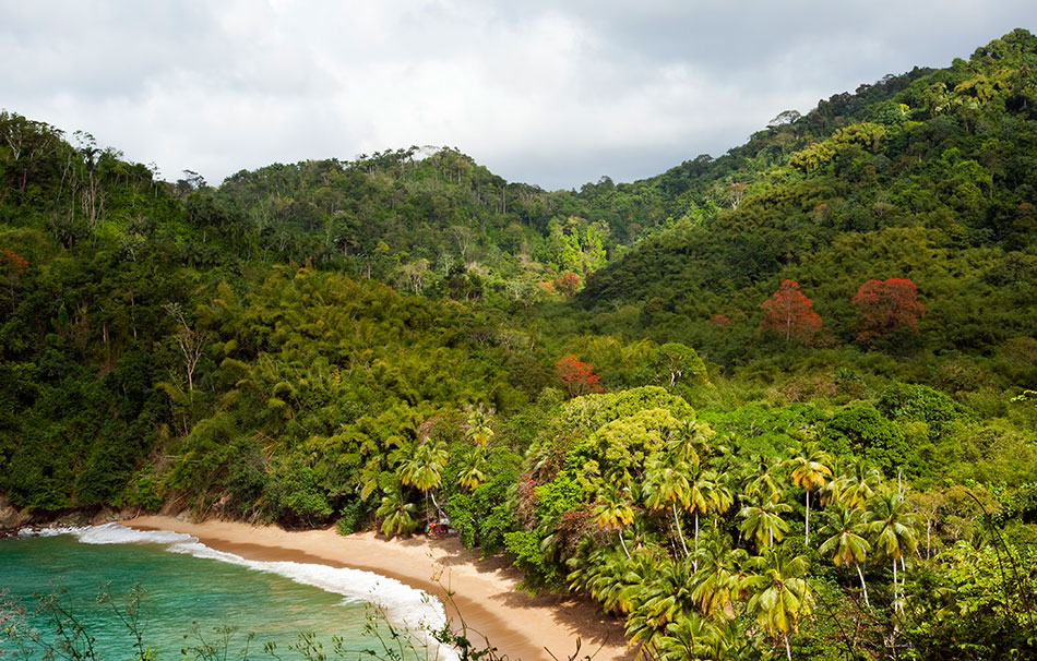 caribbean protected forest