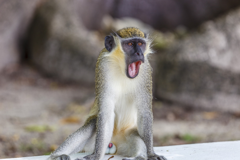 Barbados monkeys