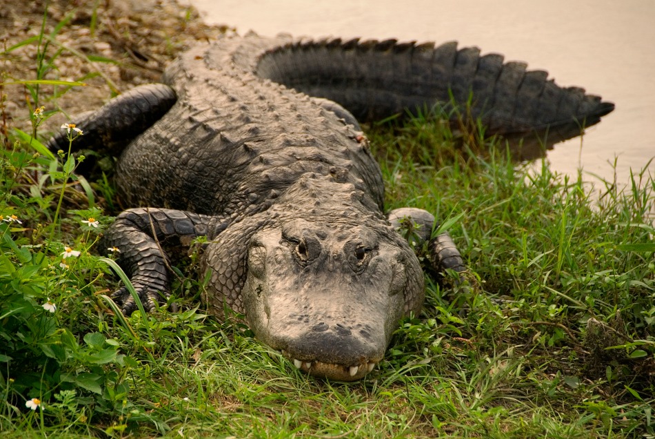 Crocodile in Peninsula de Zapata Cuba
