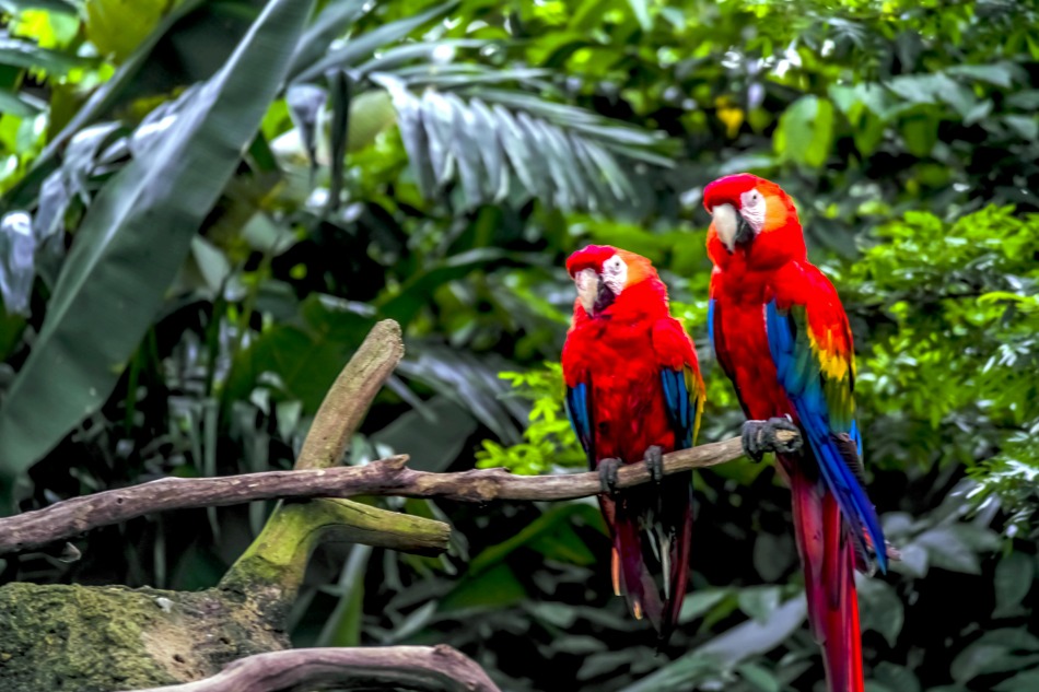 parrots in amazon rainforest