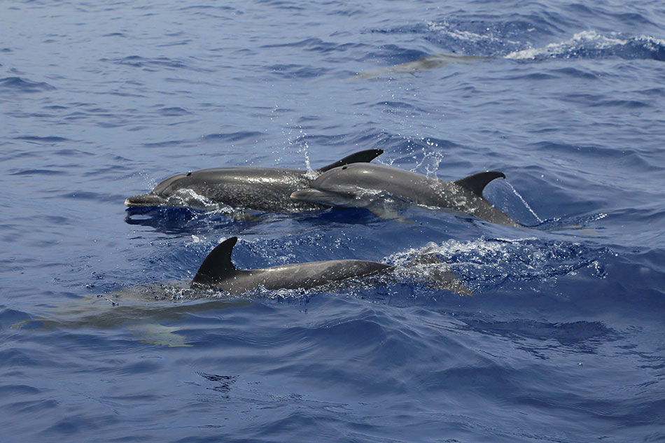 Whale and Dolphin watching in Funchal