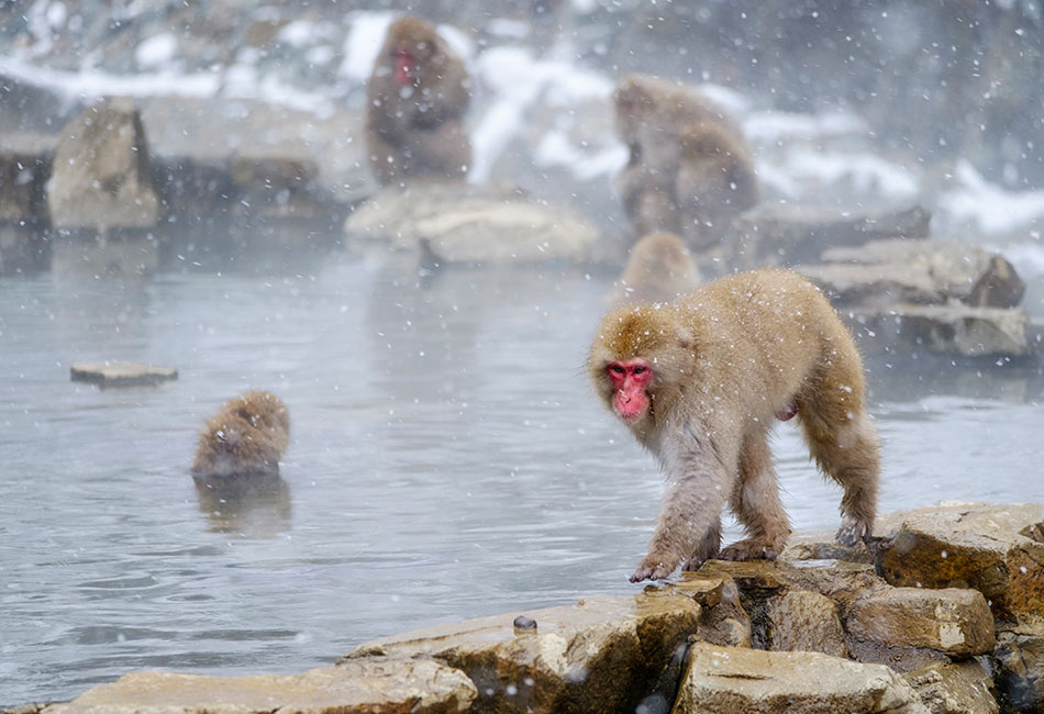 japan snow monkeys 