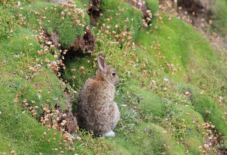 japan rabbit island 