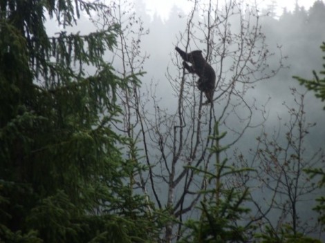 Brown Bear in the trees in Juneau