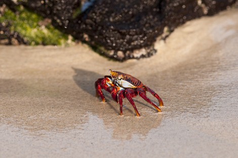 A Sally-Lightfoot Crab in the sand on the isalnd of Floreana in the Galapagos.