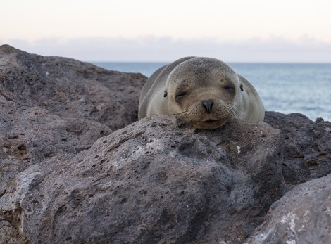 Single baby seal lays on rocks on beach in Galapagos Islands