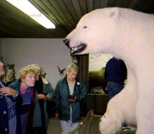 A Polar bear says hello - YukonAlaska cruise - Legend of the Seas