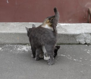 Kittens, Odessa