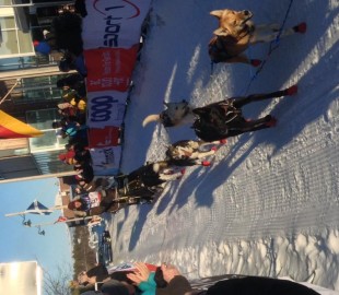 Husky race ending in Tromso.