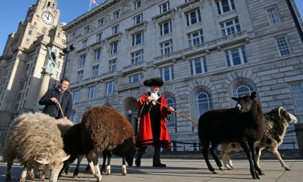 Cunard Seen Herding Sheep Through Liverpool City Centre (No – Seriously!)