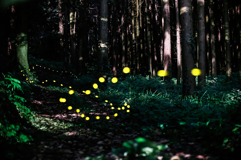 You Won’t Believe What Lies Hidden In This Forest In Japan