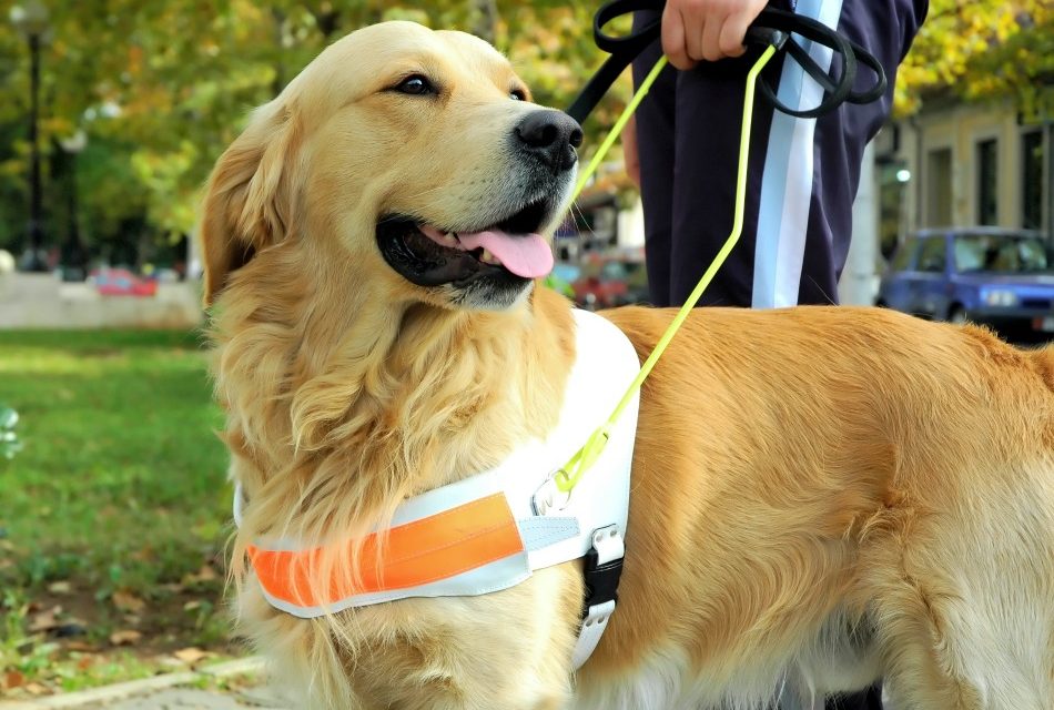 Guide Dogs On Cruise Ships: Everything You’ll Ever Need To Know