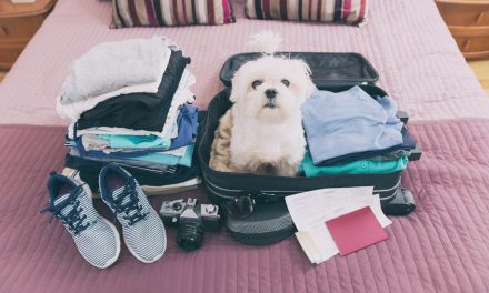 The Big Debate On Cunard’s Footsteps: Should Other Cruise Lines Allow Pets Onboard?