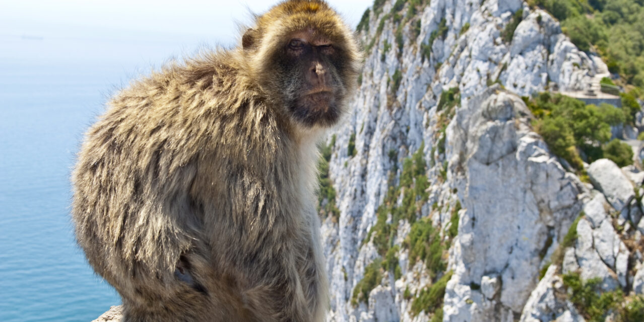 The Monkeys Of Gibraltar And How To See Them
