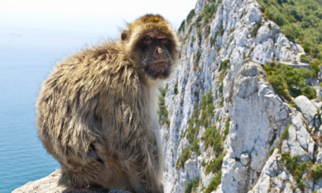 The Monkeys Of Gibraltar And How To See Them