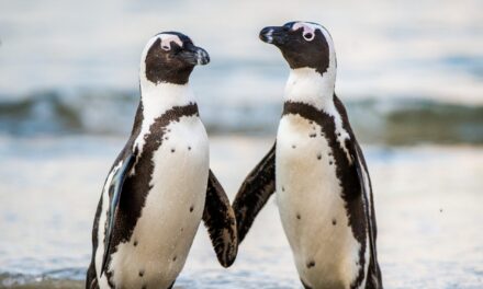 Four of the Best Cruise Destinations To See Penguins