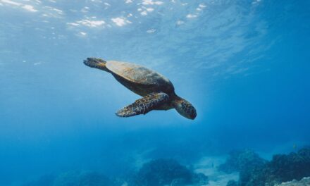 Five Of The Best Cruise Destinations To Spot Turtles
