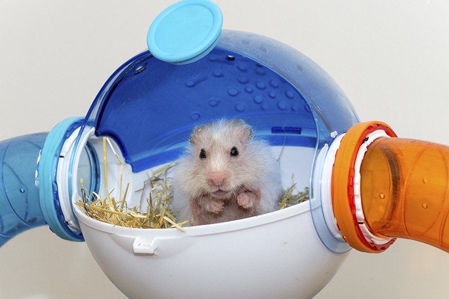 Here's a hamster enjoying the views from his very own North Star!