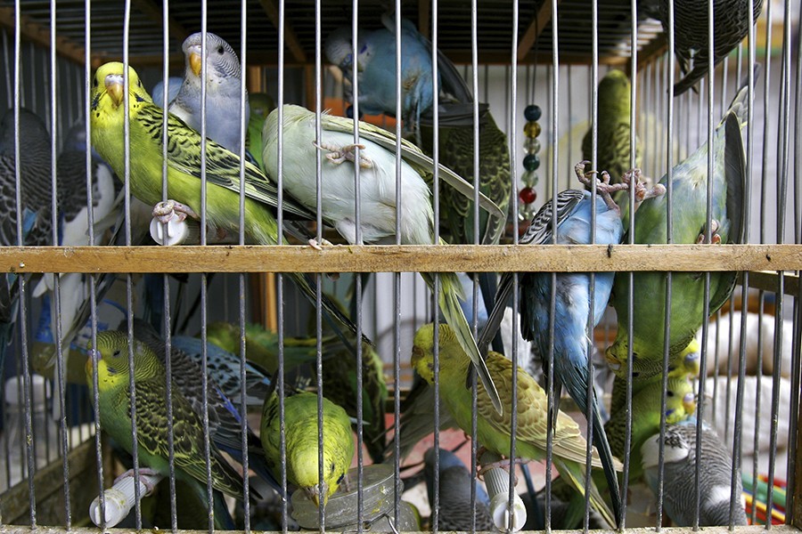 Budgies in a cage
