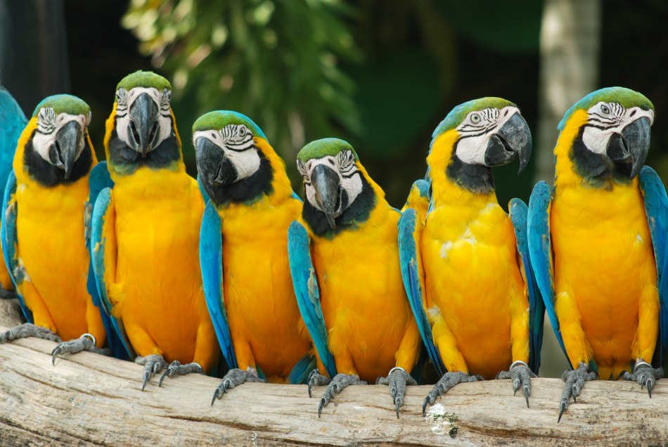 tenerife parrots