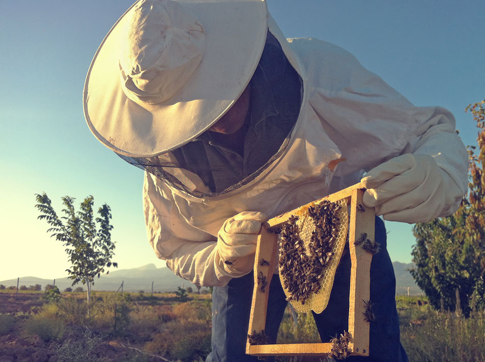 tenerife beekeepers