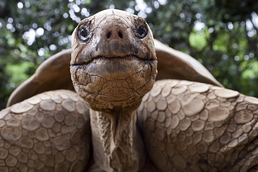 tortoise selfie