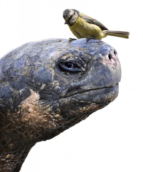 the tortoise and the bird 