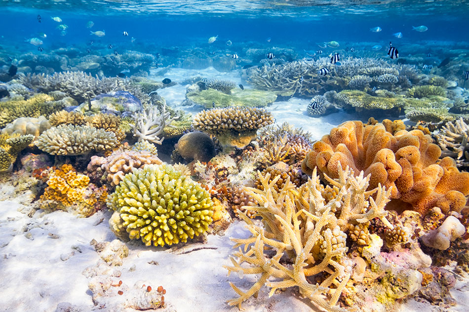 bora bora coral reef
