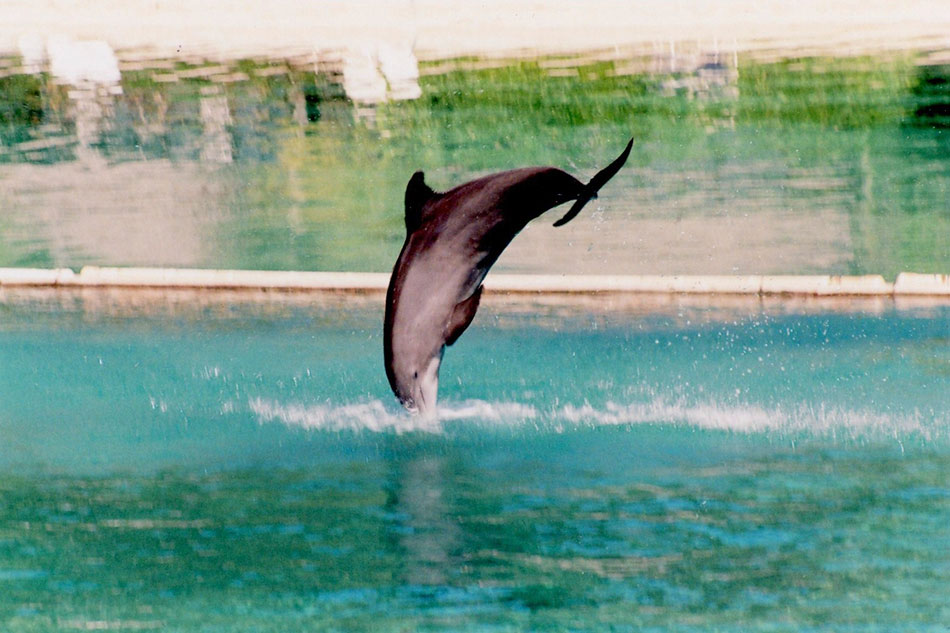 bora bora dolphin