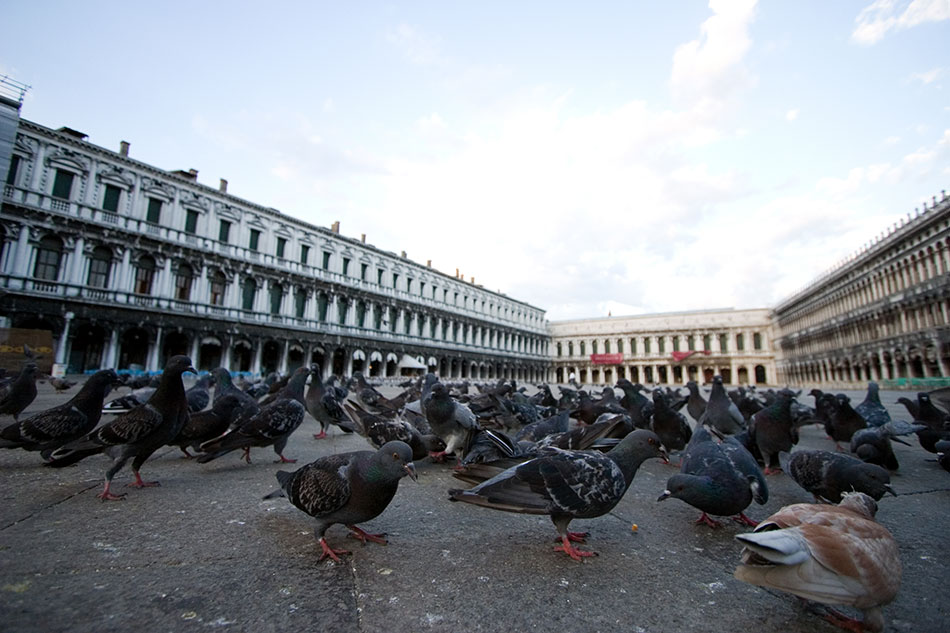 illegal to feed the pigeons in st marks square in Venice