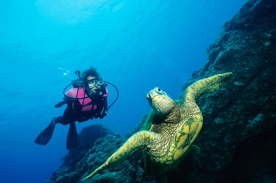 swim with turtles in Barbados