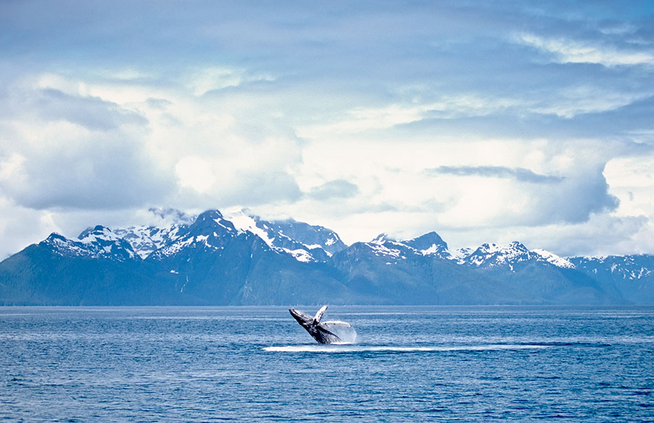 alaska humpback whale