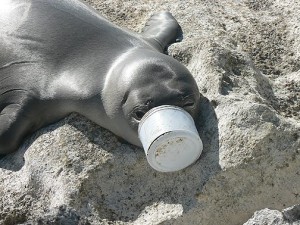 seal with a can