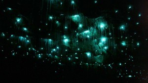 Glowworm Caves in Waitomo