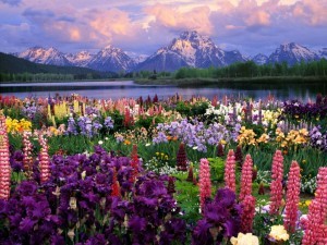 Breathtaking-Photo-of-Spring-in-Alaska