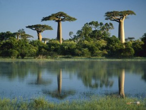 baobab-trees-