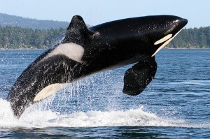 orcas 2