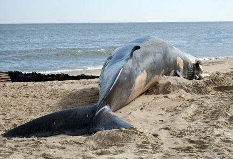 dead fin whale on beach