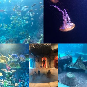 A few photo's of the Marine life!!