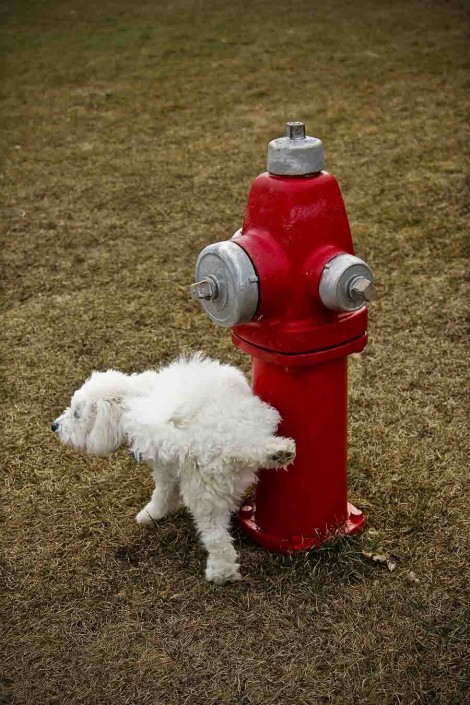 my dog taking a leak by a the red fire hydrant. Very Cliché shot.
