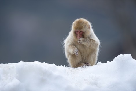 Child japanese macaque (snow monkey) sitting on the snow.