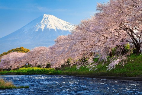 A cherry blossom view of Mount Fuji